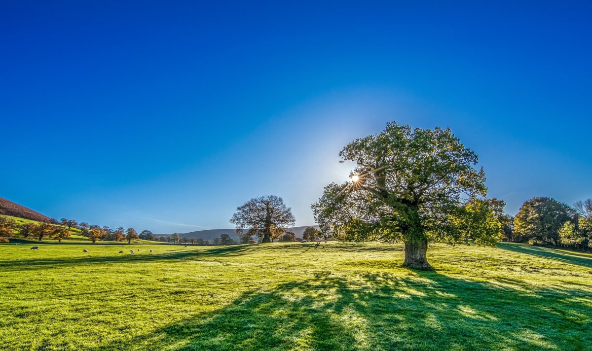 Grünfläche mit Baum, blauem Himmel und Sonne